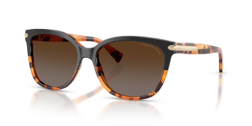 Coach HC8132 L109 Sunglasses